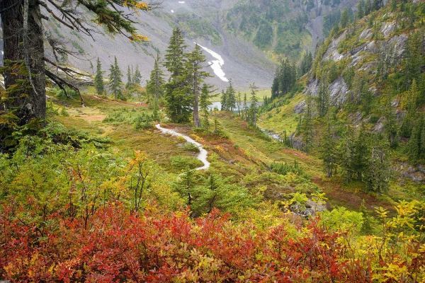 WA, Mt Baker Wilderness, Fall in Heather Meadows